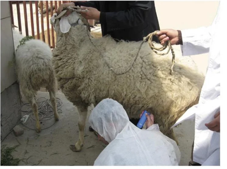 Veterinary Animal Ultrasound Test Sheep/Goat Sow Pregnancy Scanner Portable Veterinary Pregnancy Tester