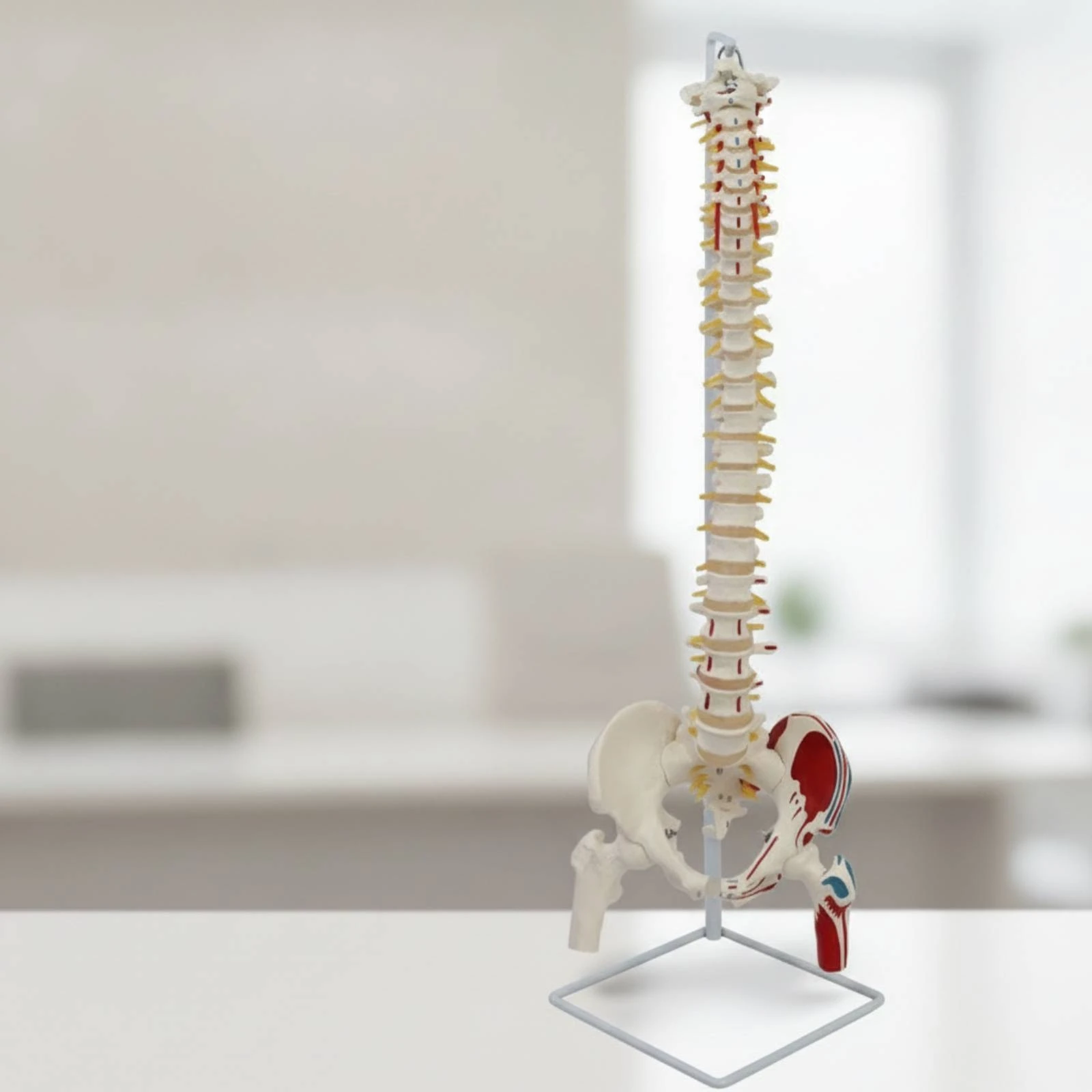 Anatomical Spine Model with Femur Educational Spine Model with Pelvis Accurate Stable for Medical Students, Classroom