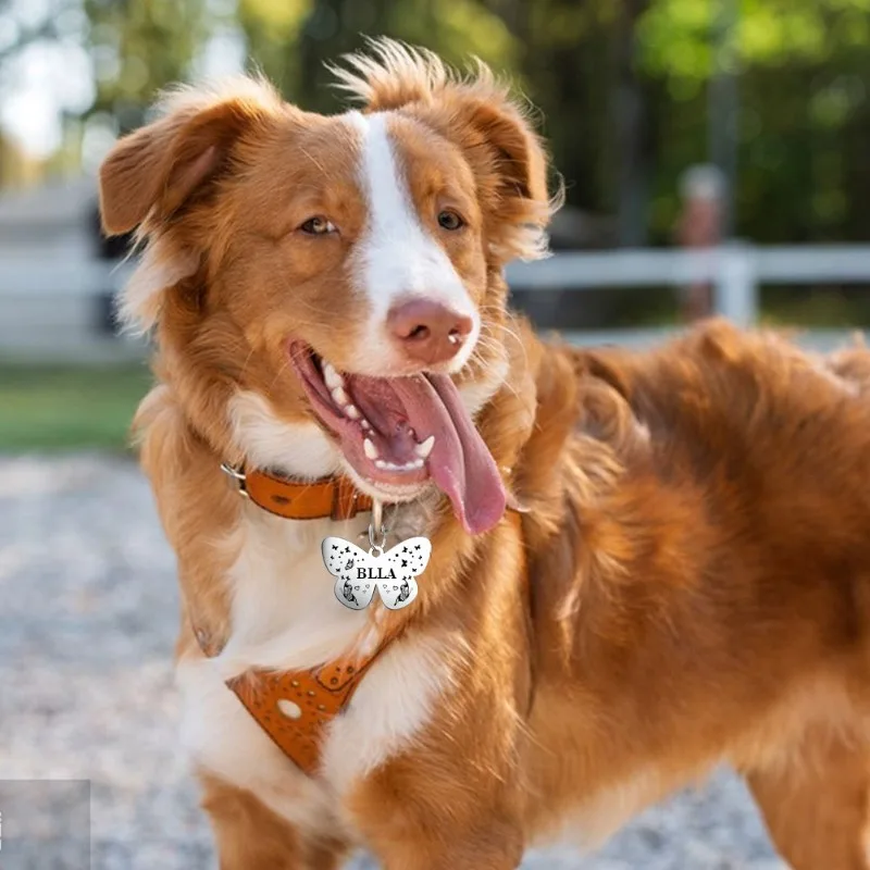 Etiquetas de identificación con nombre y teléfono para perros y gatos - imagen 4