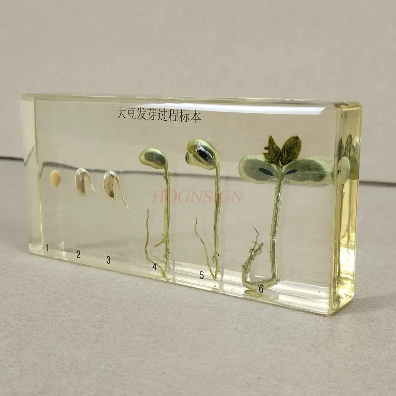 Kindergarten teaching cognitive plant seed specimen soybean germination growth resin real artificial amber