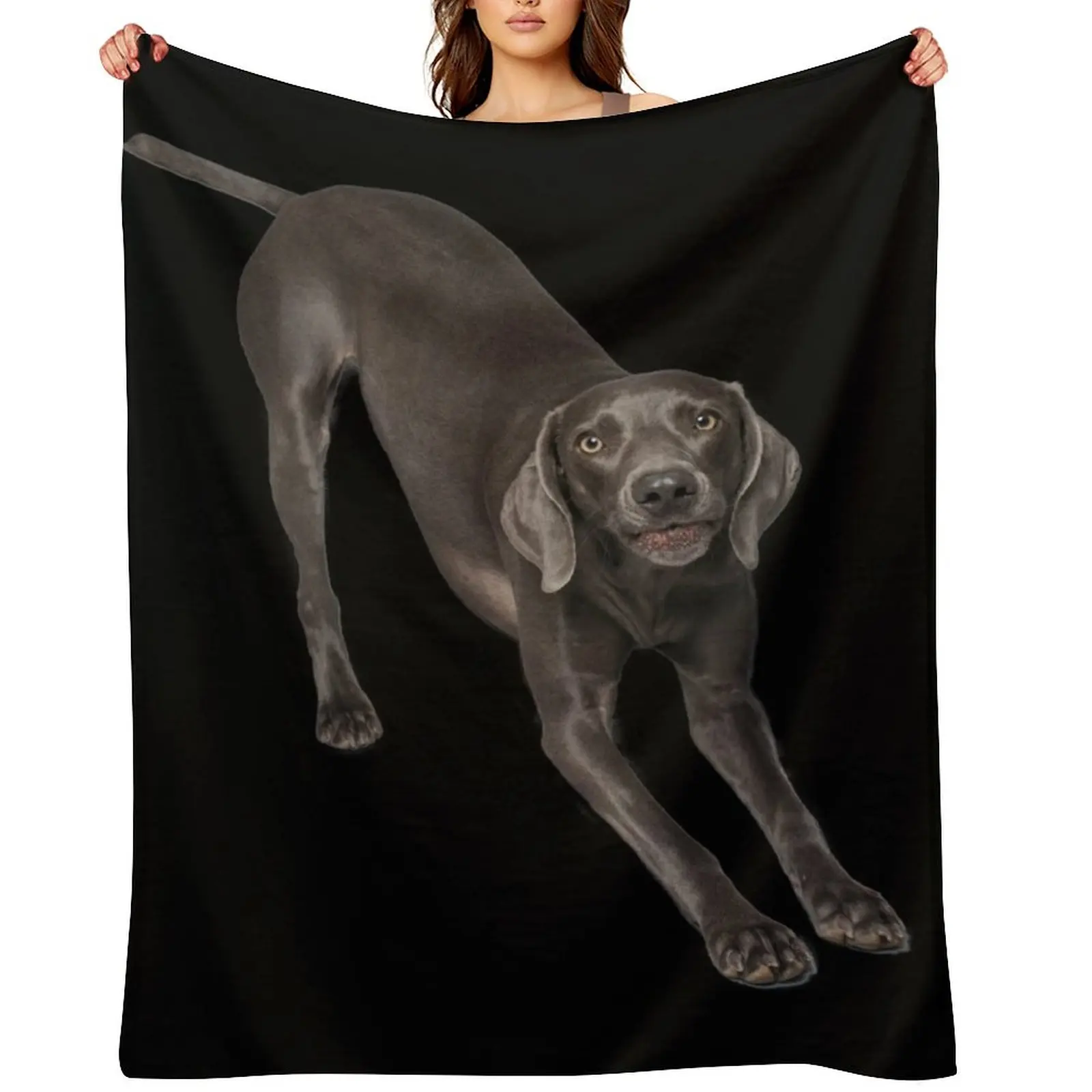 Weimaraner bow Throw Blanket Thins Hairys Weighted blankets ands for winter Single Blankets