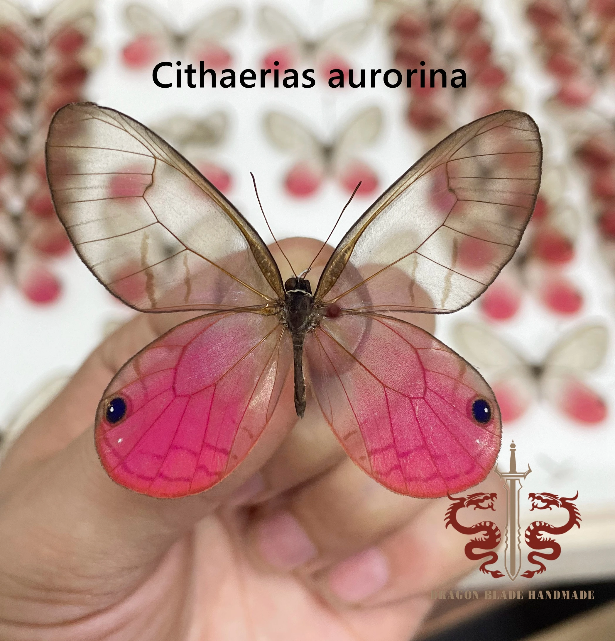 Butterfly specimen Cithaerias aurorina, 1pc wings spread A1/A- high quality, Decorative Display Collection Gifts