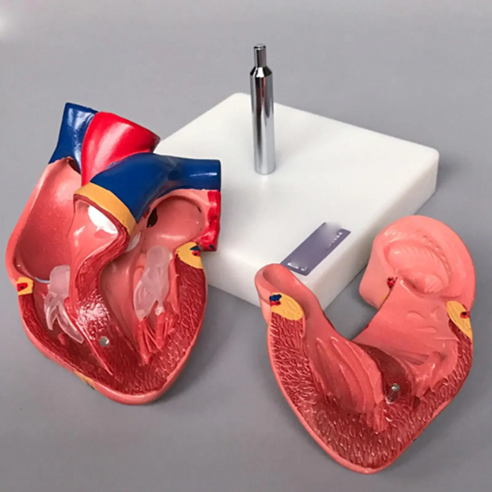 PVC Life Size Human Heart Anatomy Model 2 Part Cardiac Medical Learning Kit Male Genital Organ