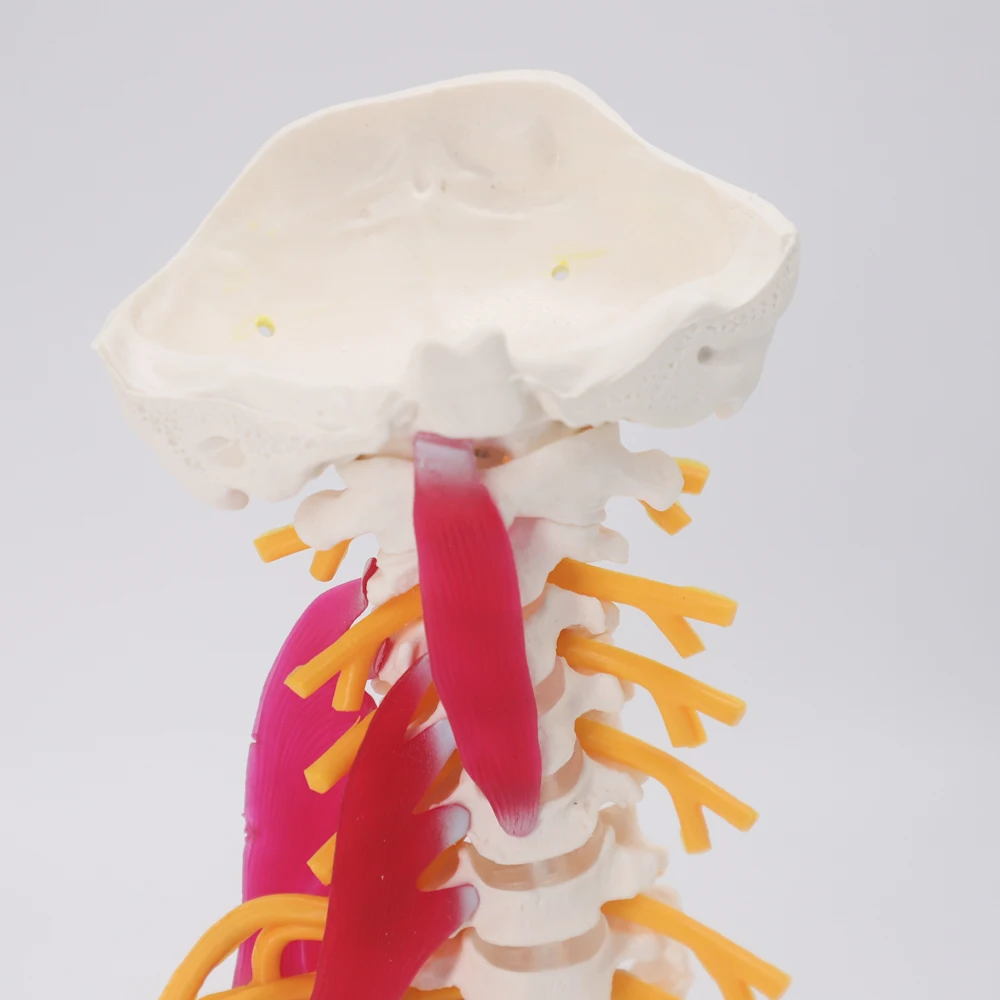 1:1 حجم الحياة الإنسان العمود الفقري العنقي تشريح نموذج الأعصاب التشريحية دراسة العلوم الطبية أدوات التدريس #4