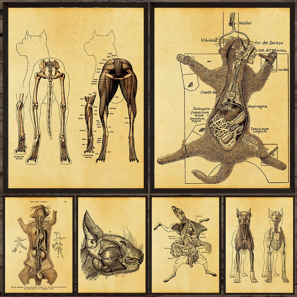 Antique Animal Anatomy Art Poster Print, Scientific Line Art Canvas Painting,Veterinary & Biology Wall Art Home Decor Unframed