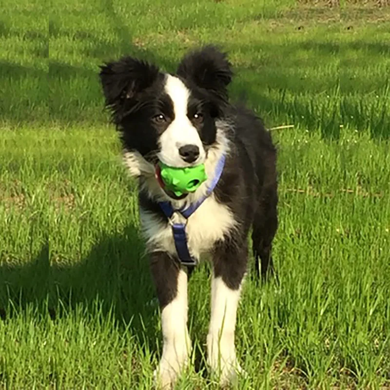 GIOCATTOLO CAITEC Giocattoli Del Cane Cigolio Palla Galleggiante Elastico Squeaky Morso Resistente Doppio strato di Morbido Grande per Lanciare e A Caccia di