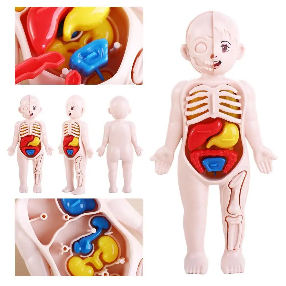 Anatomy Toys Assembled Toy Human Body Doll Human Body Anatomy Toy Human Body Organ Model Human Organ Model Human Body Model