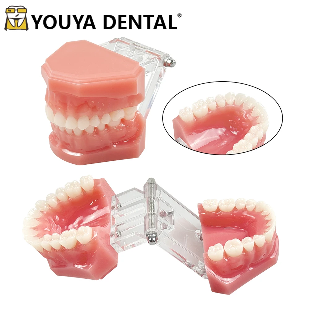 Teeth Teaching Model with Soft Gums Resin Adult 28 Teeth Standard Denture Demonstration Teaching Tool for Dentist Practice Train