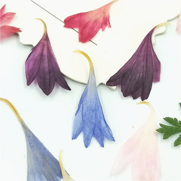 100개 말린 옥잠꽃, 실제 잎, 실제 꽃 스티커, 식 - Dried Flower Pressed 리뷰 및 가격