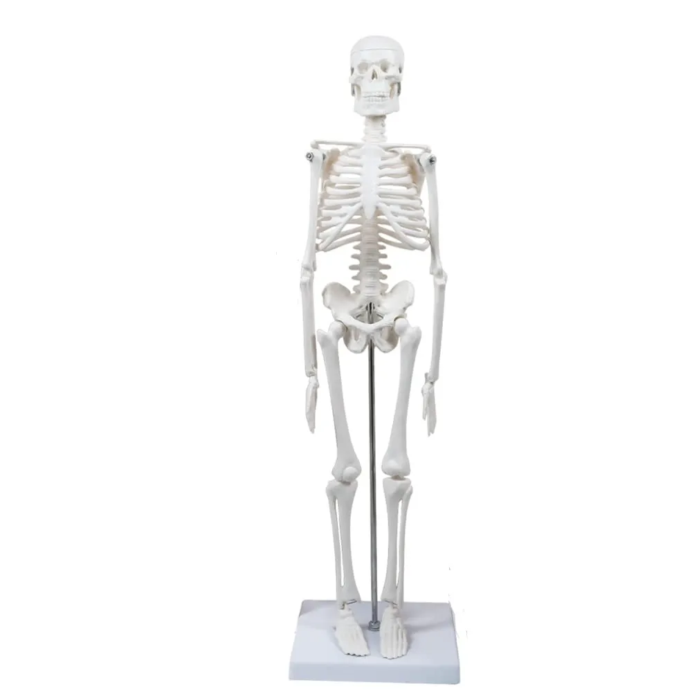 45CM Human Skeleton Model Anatomical Anatomy human Flexible Medical anatomical boneco toy in medical science supplies