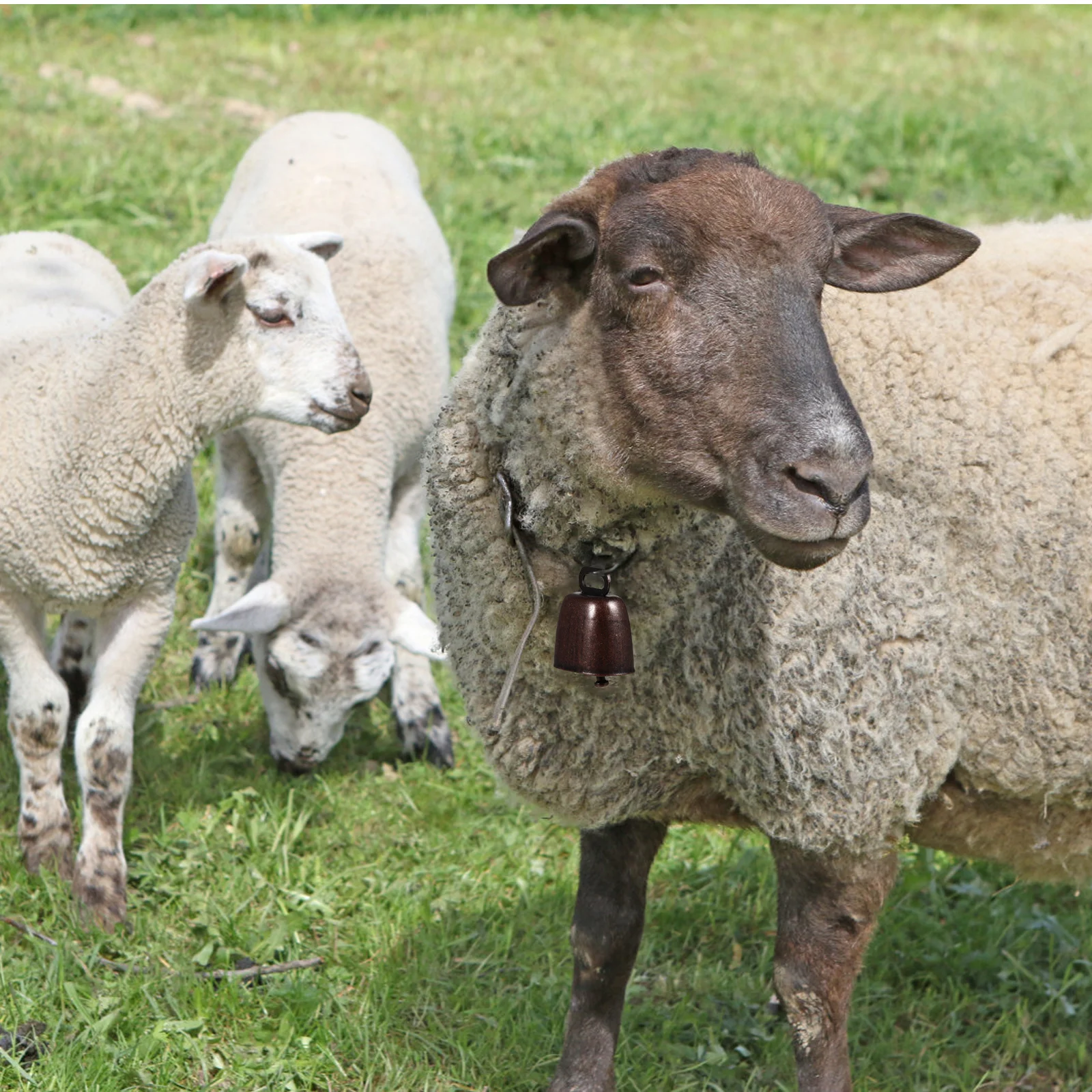 2 قطعة جرس مكافحة خسر للحيوانات الأليفة الماشية الحديد البقرة الحصان الأغنام جرس خفيفة الوزن دائم الرعي تتبع العرض #5