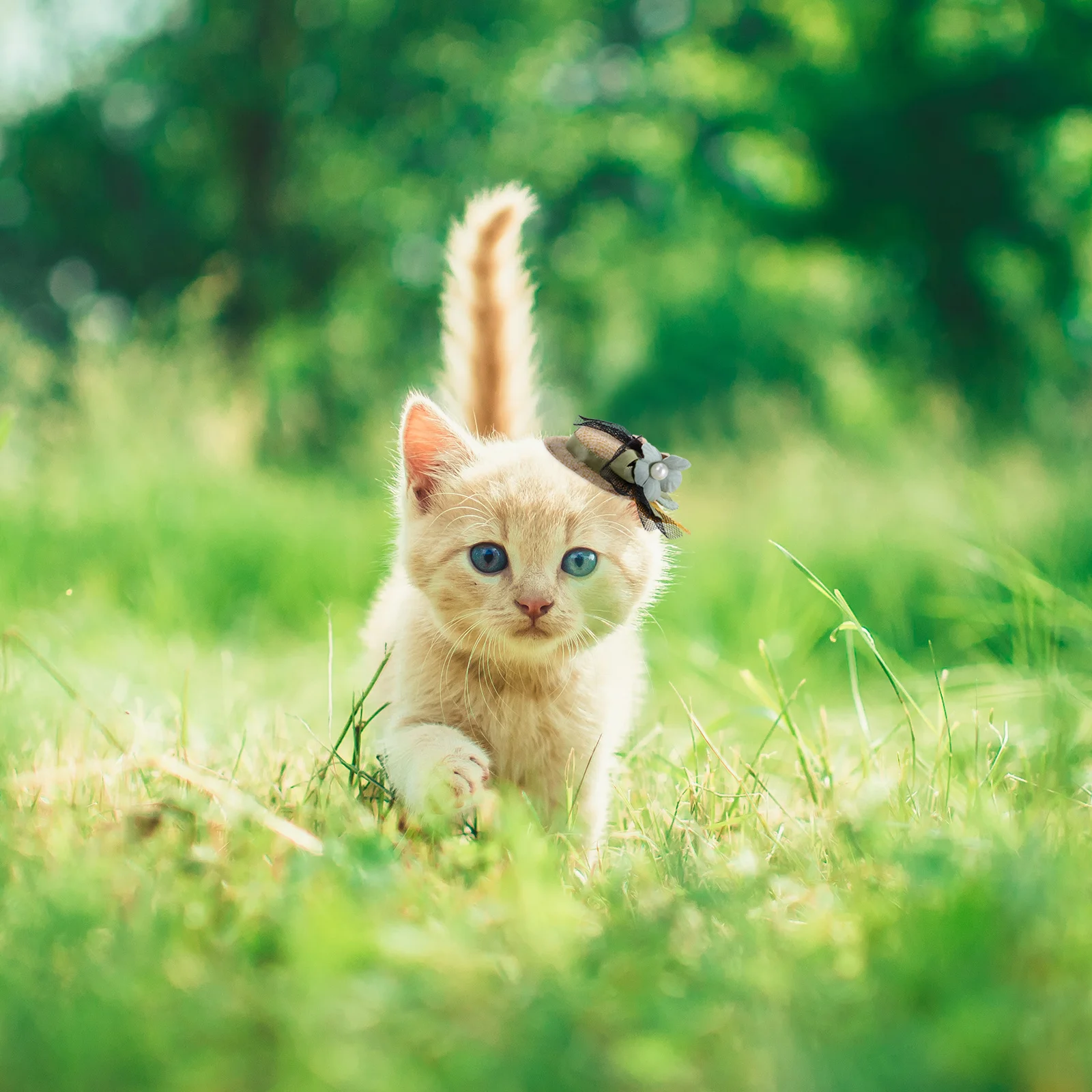 

Cute Pet Barrettes for Dogs Cats Exquisite Flower Design Lightweight Comfortable Versatile Use Grooming Styling All Occasions