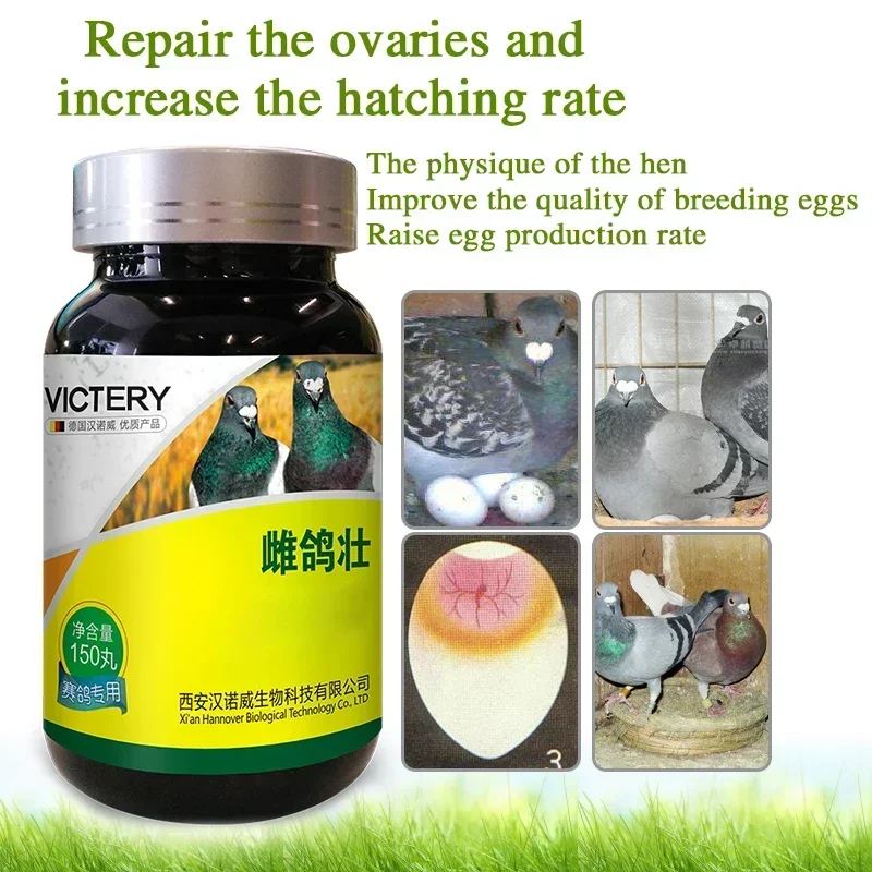 Pigeon strong health care products improve the physique and egg production rate of hens and improve the quality of breeding eggs