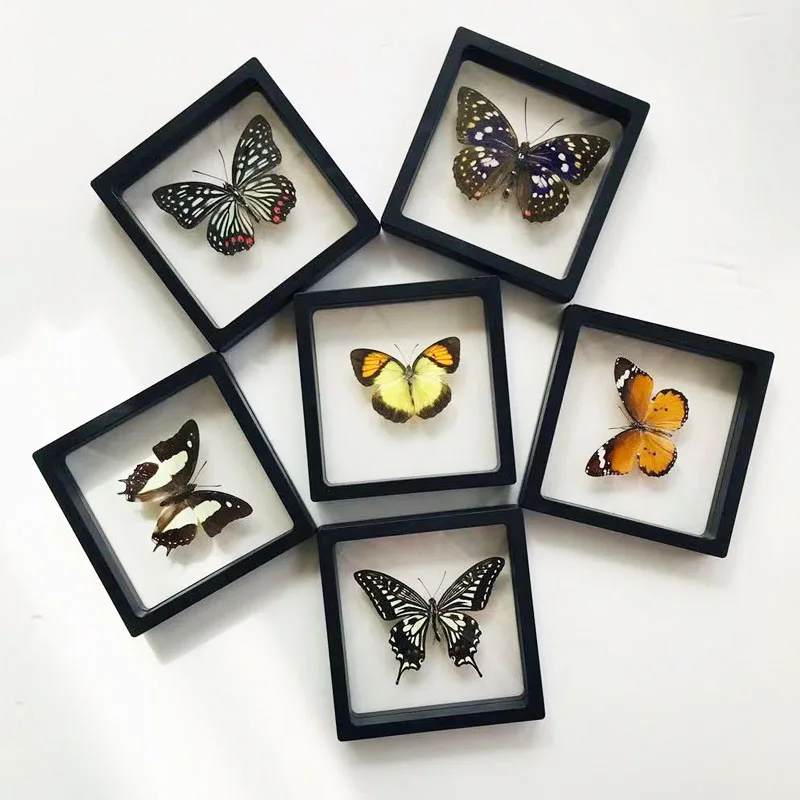 1 new real butterfly specimen insect specimen birthday gift teaching training gift photography props decorative photo frame