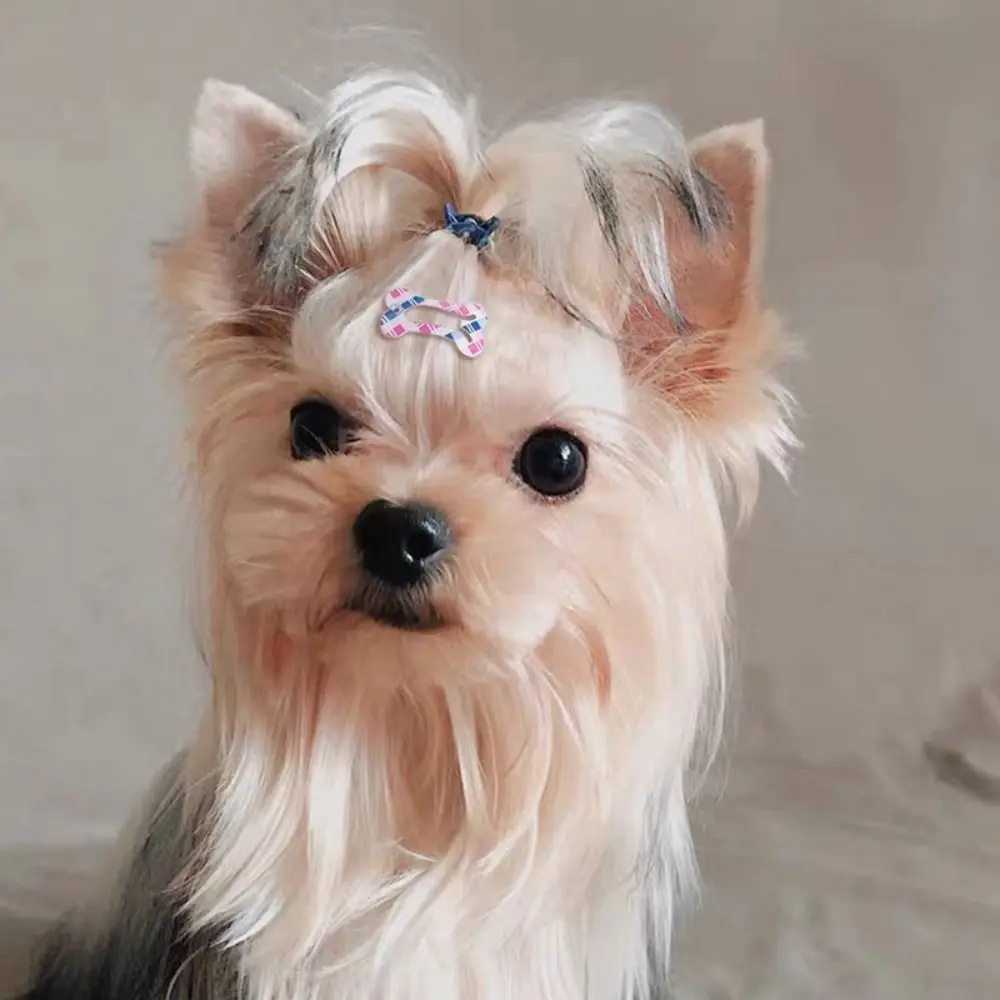 Universal 10pcs Cute Bone Shape Colorful Hair Clip Dog Hairpin Pet Headwear Pet Hair Accessories