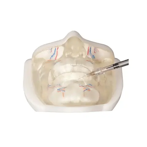 Ultrassist Lower Facial Injection Practice Model Transparent with Simulated Blood Vessels for Beautician Student Filler Training