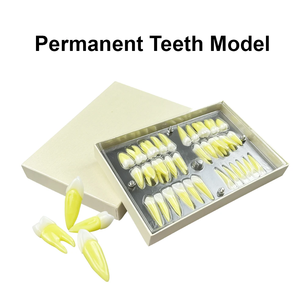 

32pcs/Set Permanent Teeth Model 2.5 Times Adult Resin Tooth Model Dentistry Laboratory Comparison Carving Guidance Dentist Gifts