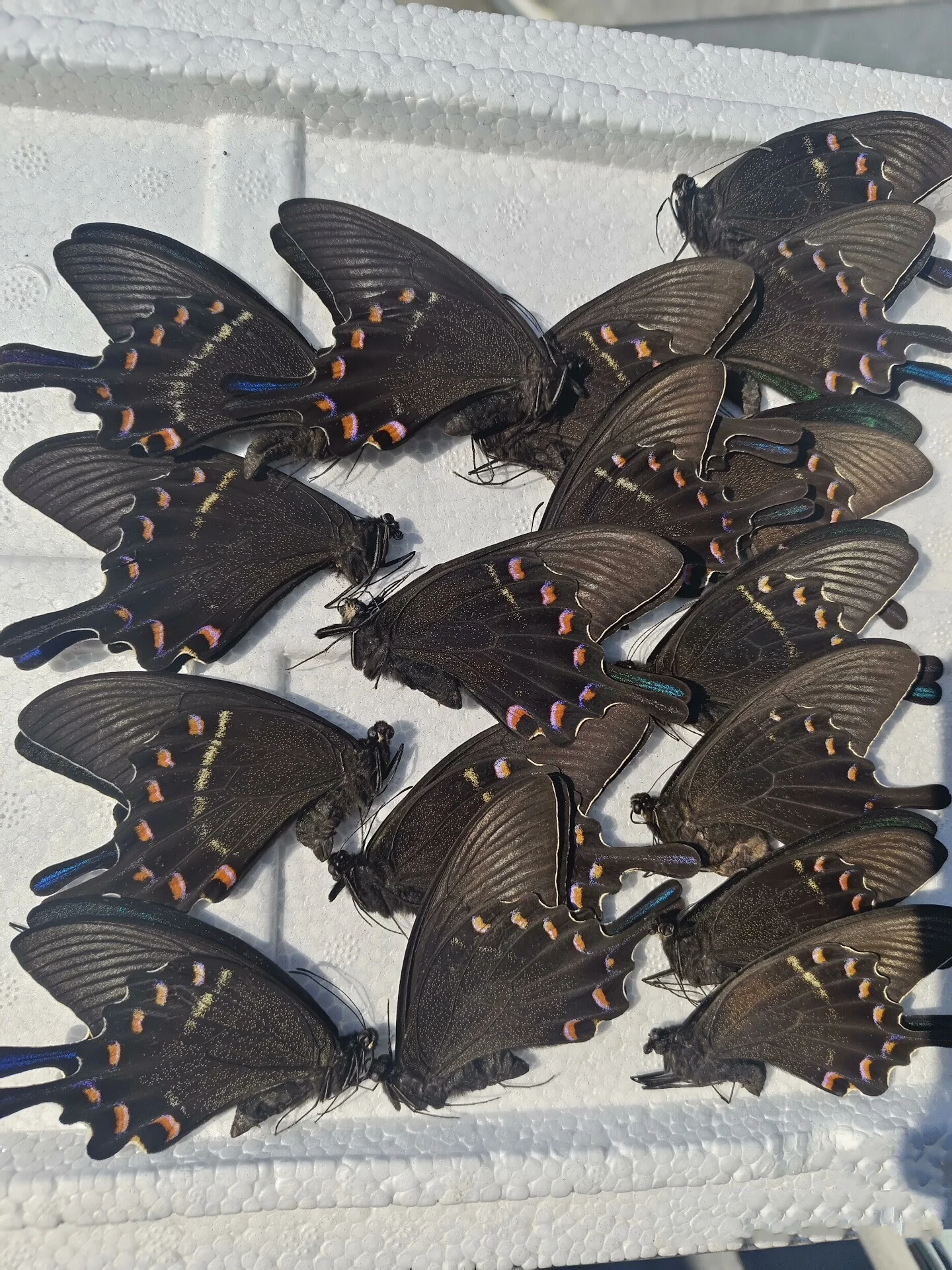Natural real butterfly specimen Papilio maackii （Butterfly not spreading its wings）