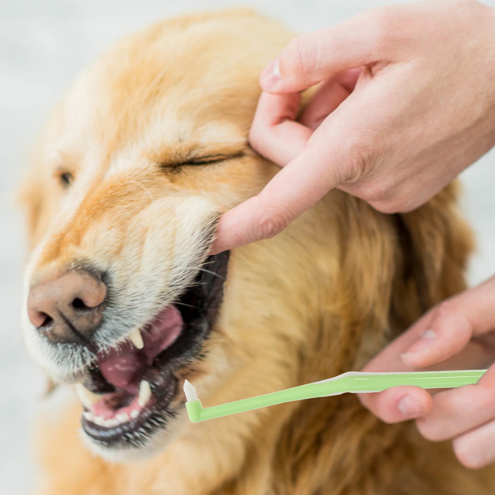 

Pet Toothbrush Toothbrushes Cat Very Small Puppy Single Head Cleaning Dog Plastic