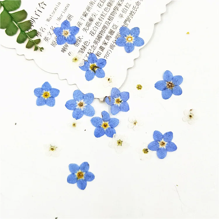 Don't forget flower embossing mobile phone case embossing painting herbarium dry flower escort bookmark face decoration flower