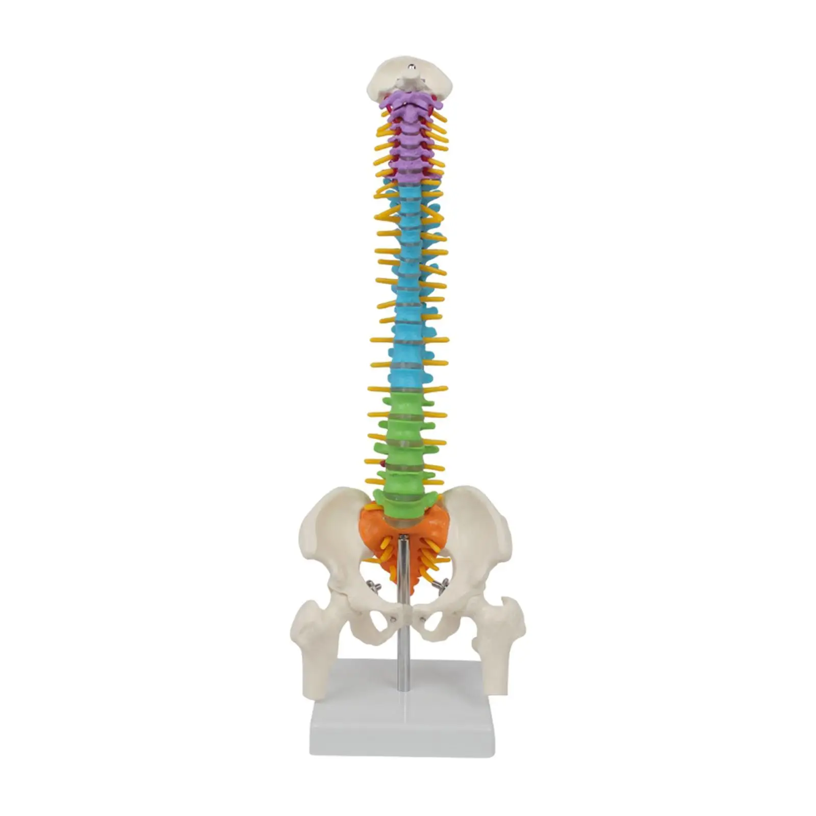 Human Spine Model Flexible Spinal Cord 45cm with Pelvic Spine Spinal Column Model Skeleton Model for Teaching Study Science