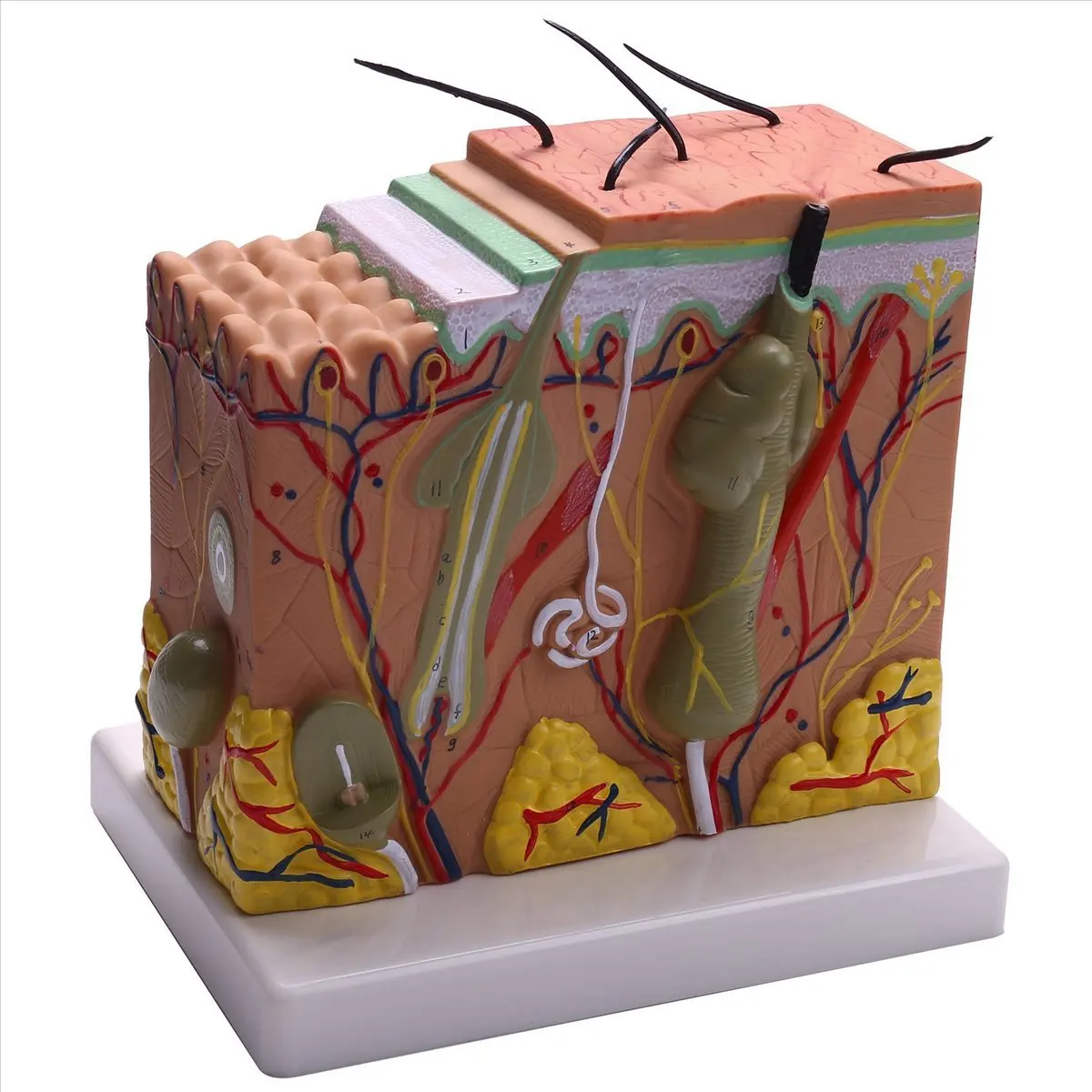 A45I Skin Model, 50X Skin and Hair Structure Enlarge Model Anatomical Model Anatomy for Science Classroom Study Display Teaching