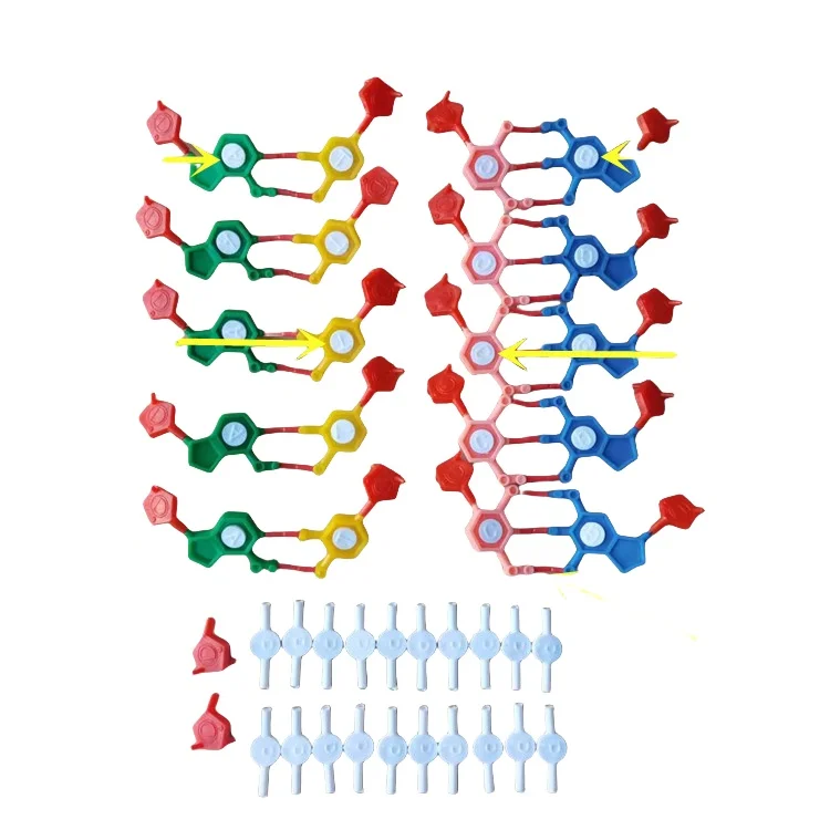 

J3242 DNA double helix structure model component standard configuration model component nucleotide