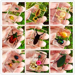 62 STYLE Real insect specimen transparent resin creative small ornament scorpion spider beetle kindergarten teaching toy