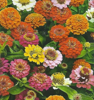 Dwarp Thumbelina Mix 1g más de 100 semillas de Zinnia