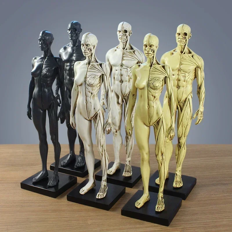 Nordic Medical Human Musculoskeletal Anatomical Structure Model Resin Ornaments Home Model Room Hospital Sculpture Decoration