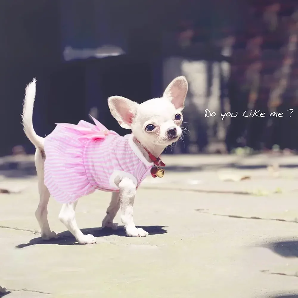 Dog Dresses for Small Dogs Cats Puppy Clothes Summer Princess Pet Dresses Girl Female Doggies Tutu Skirt Apparel for Chihuahua