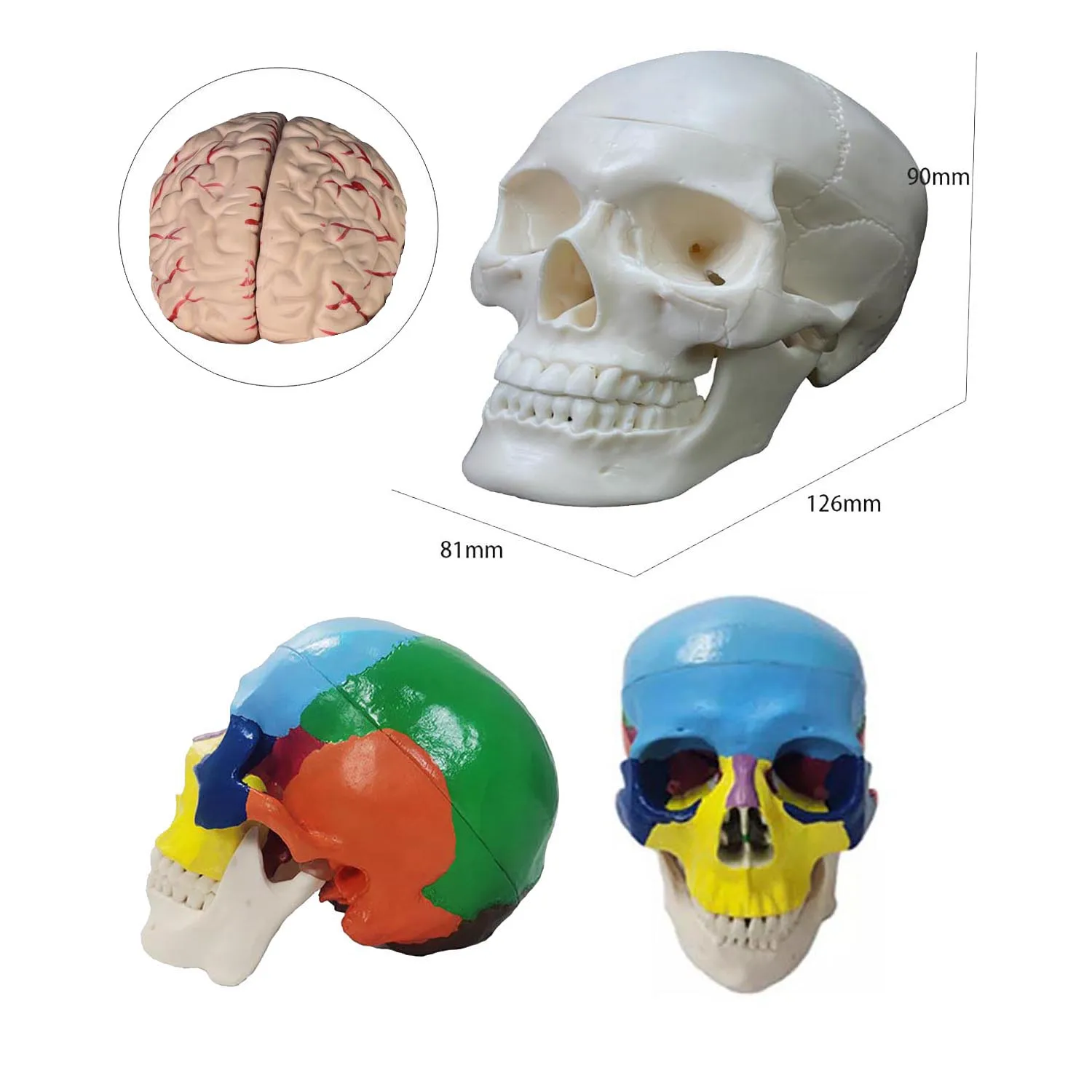 

Human Skeleton Model TeaBraing Head Model with Movable Brain 3 Parts 1/2 Small Skull Model White Color