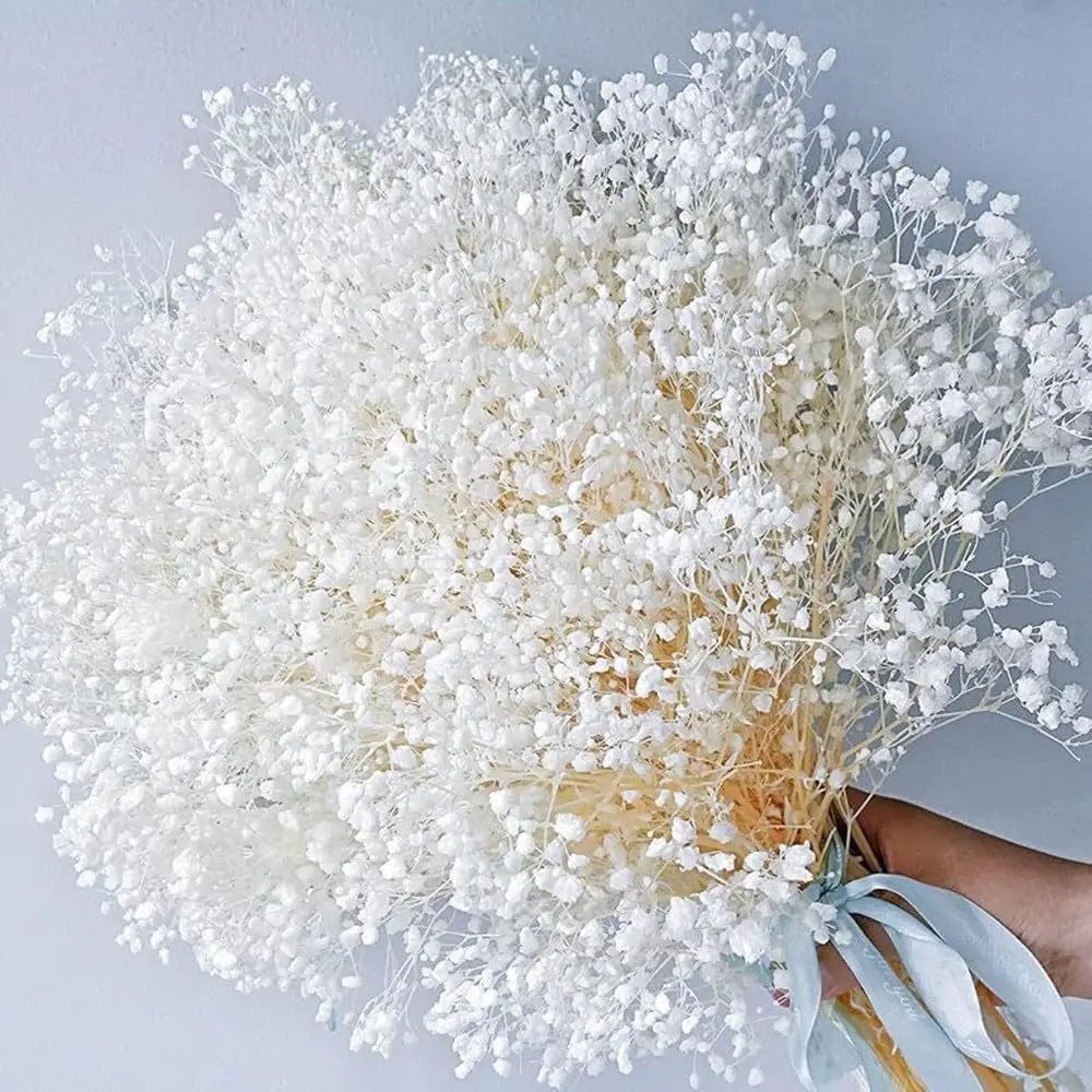 

Nature Dried Flowers Baby's Breath Bouquet 100% Natrual Gypsophila Branches for Home Decoration Weddings DIY Decor