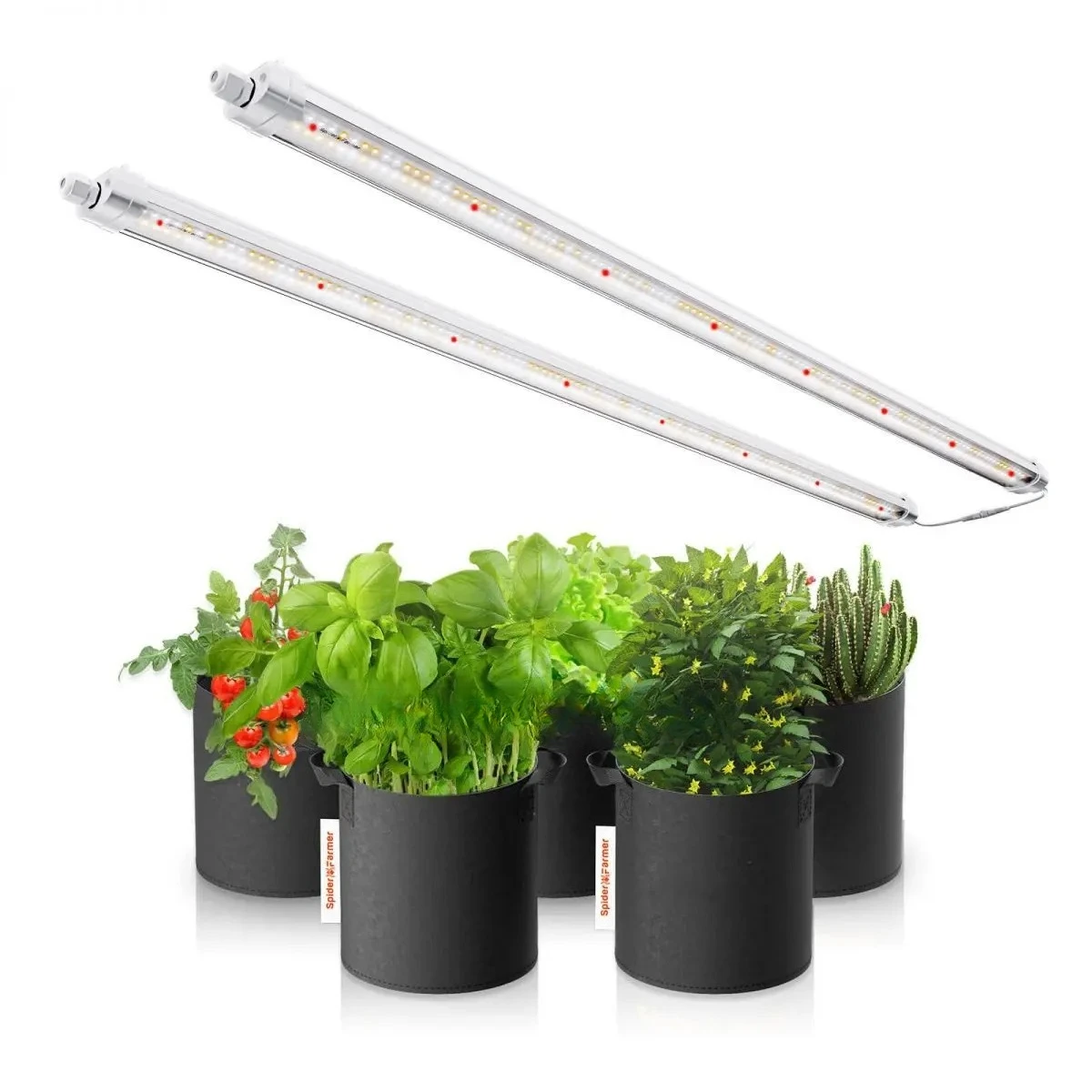 80W Glow80 3.6Ft Fu…