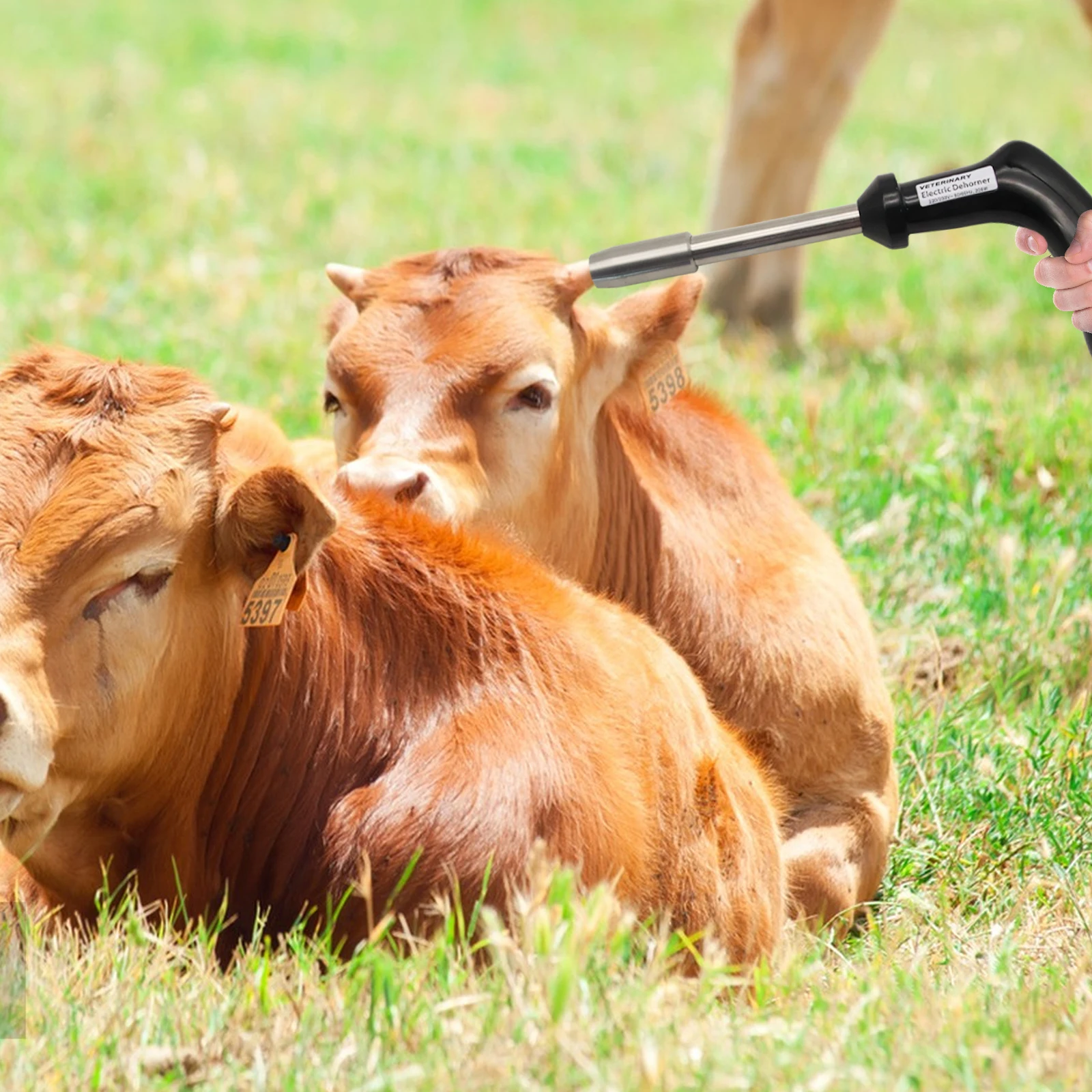 1 قطعة الماشية الكهربائية العجل Dehorner آلة الماعز القرن إزالة قطع Dehorning 110 فولت الولايات المتحدة التوصيل أداة لمعدات الماشية المزرعة