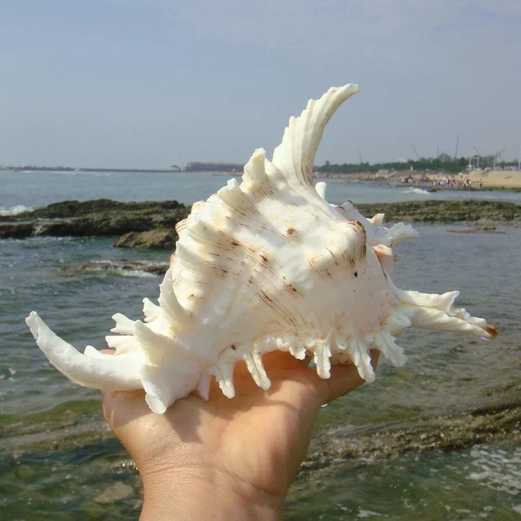 Unicorn Snail Thousand-hand Snail Natural Conch Shell Fish Tank Decoration Aquarium Landscaping