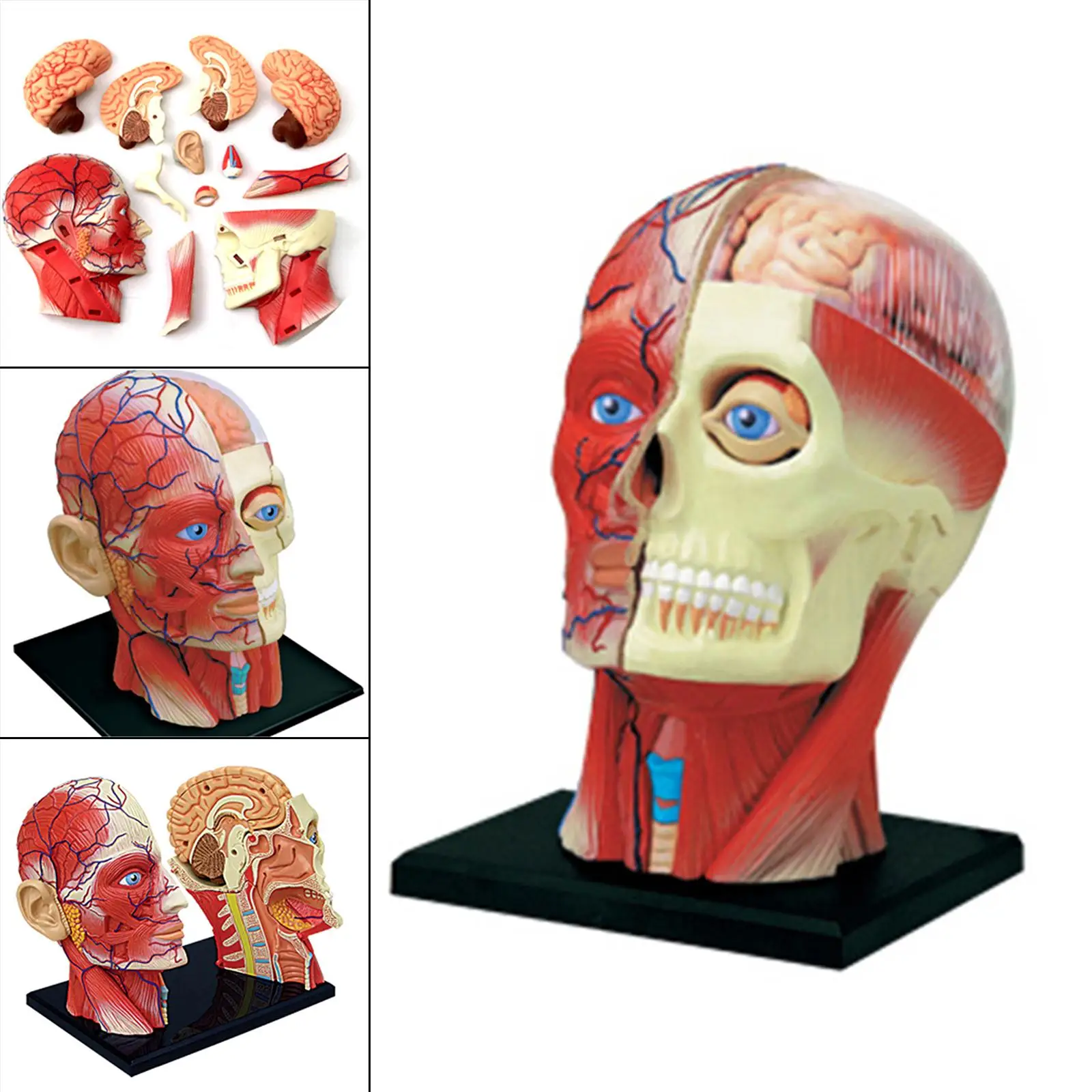 4D Assembled Humans Skeleton Anatomical Model, Exploded Skull Education Sciences Skeleton Head, Anatomia Teaching Supplies