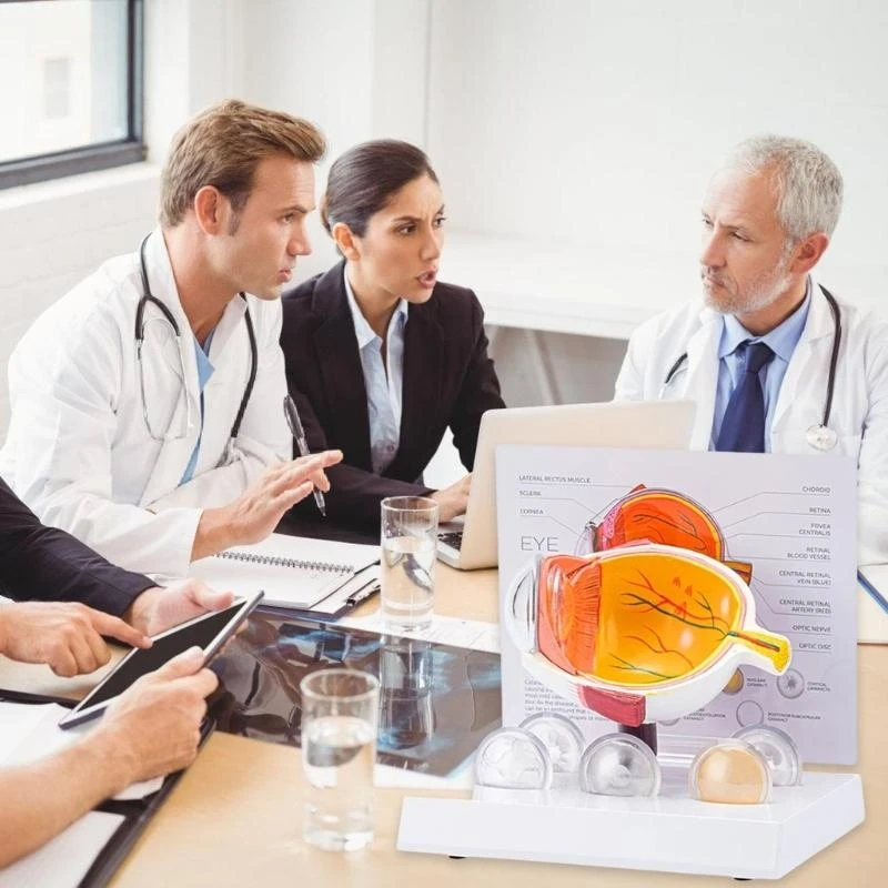 62KA نموذج تشريح مقلة العين المرضية الواقعية للتدريس، واستبحام الاستخدام التعليمي والعرض السريري