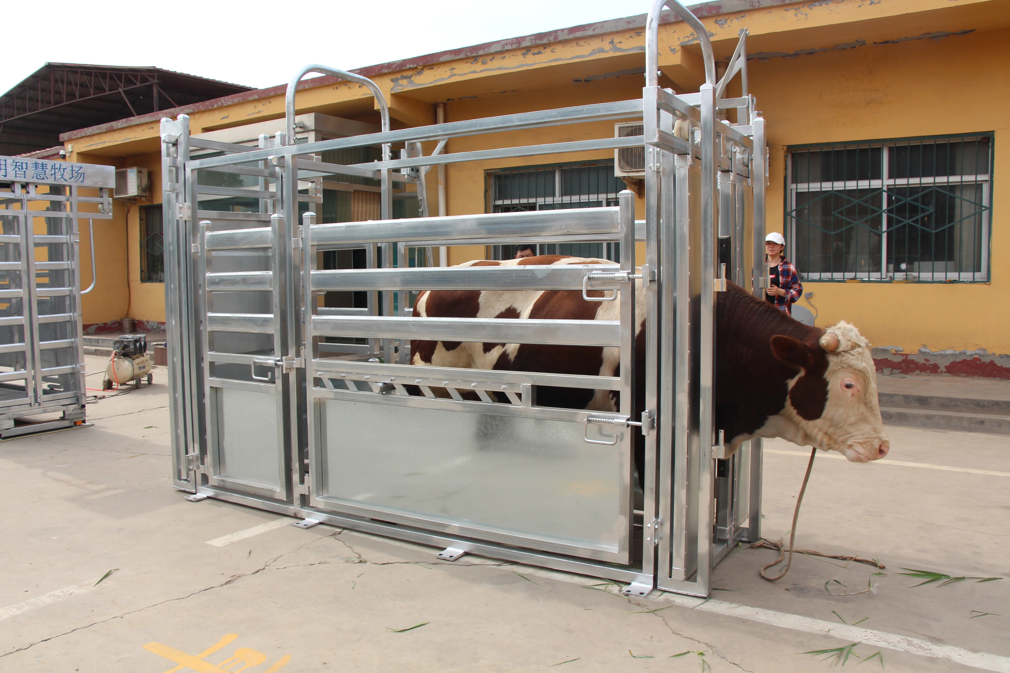 High Quality Galvanized Metal Durable Cattle Handling Cattle Crush