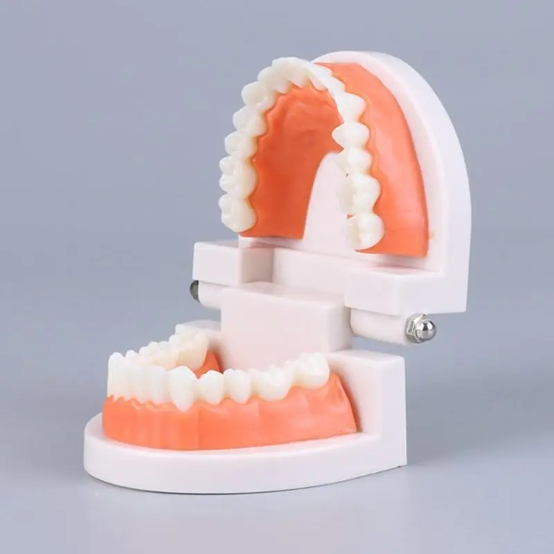 

Tooth Brushing Model Dental Standard Teeth Model Typodont Demonstration for Teaching Studying Small Size