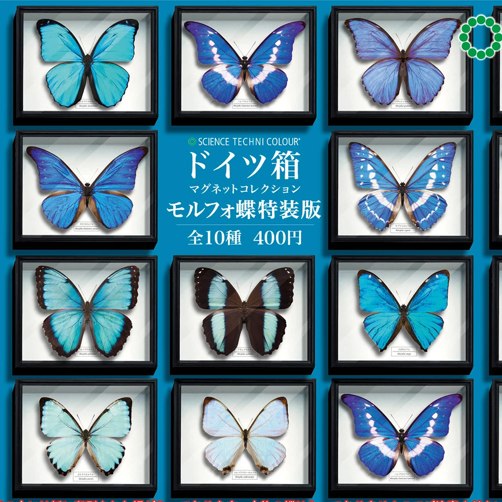 

IKIMON capsule toys Realistic STC German Box Fridge Magnet Collection Morpho Butterfly Special Edition shiny dreamy wing figures