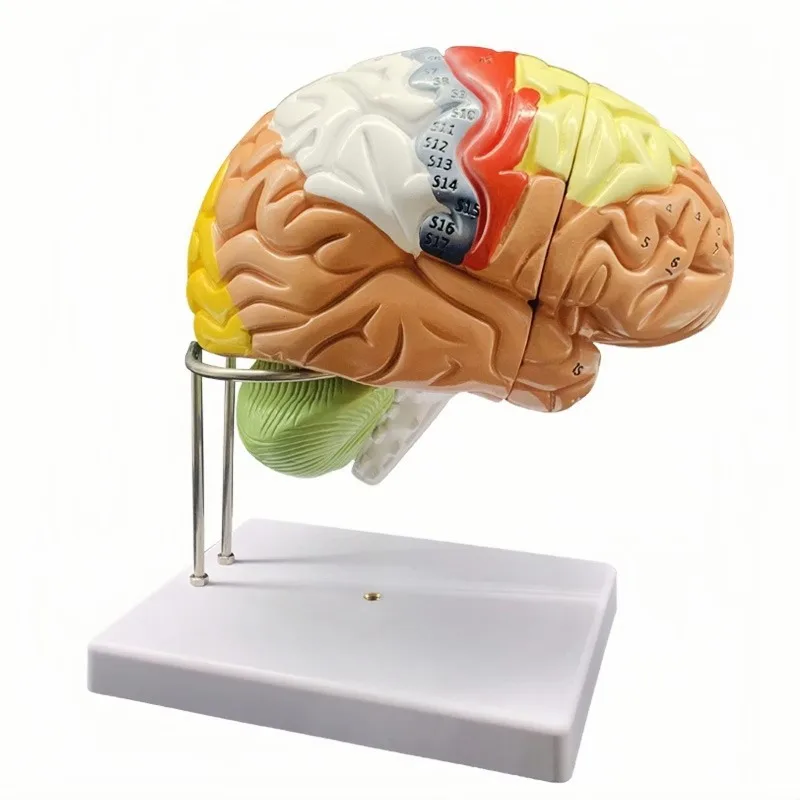 2X enlarge medical science human brain model color partition anatomy 4 parts