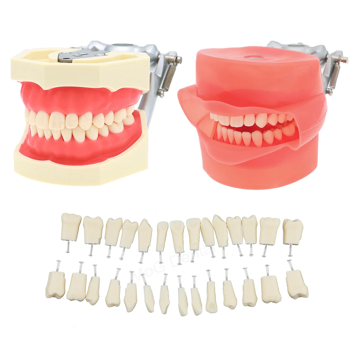 Teeth Model Dental with Removable 28pcs Tooth Fit Kilgore NISSIN 500 Dental Model for Dentist Laboratory Training Products