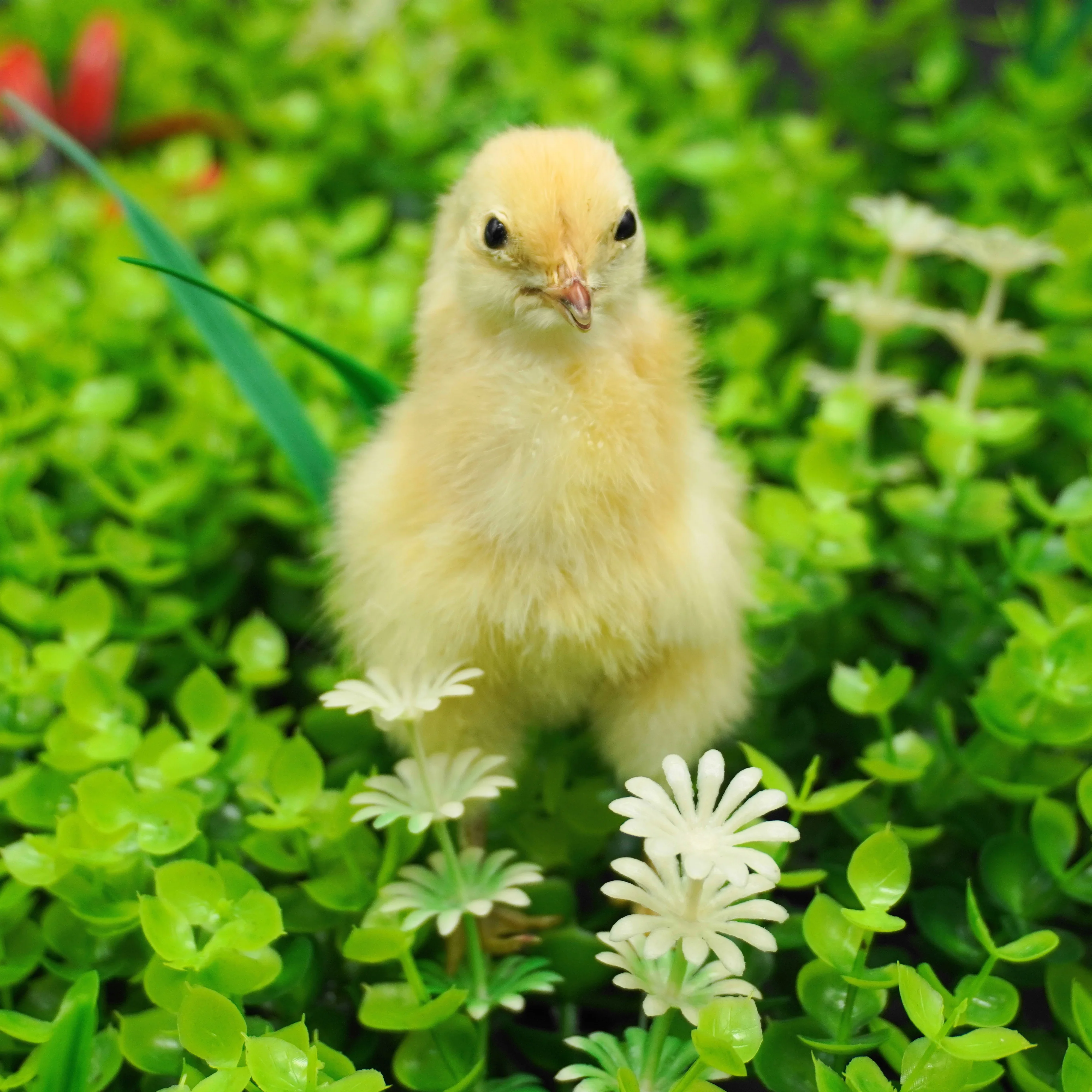 

1 Stuffed Animal Taxidermy Eurasian Young Chicken Taxidermy Teaching / Decoration