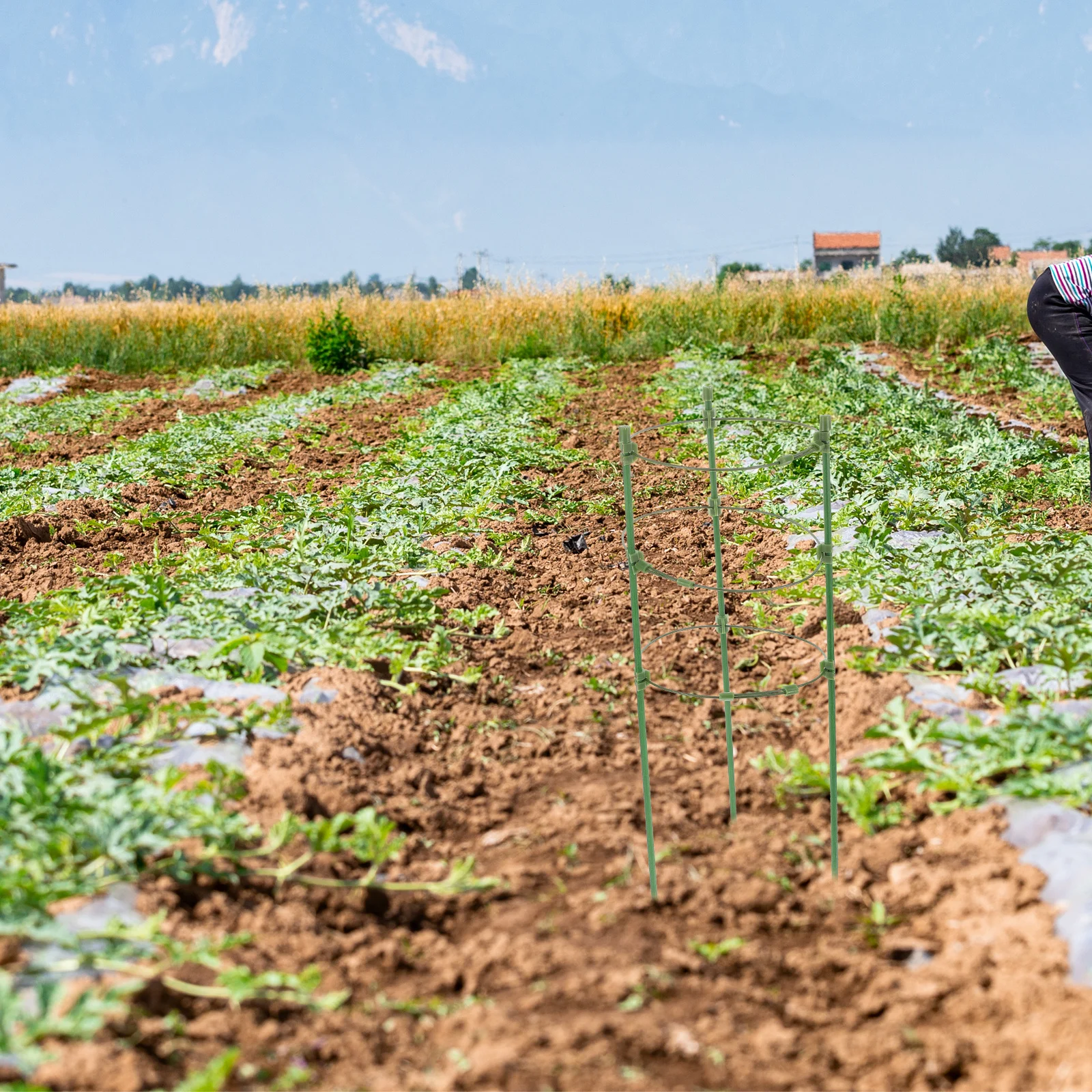 2 مجموعات تسلق النباتات تعريشة أسطواني الألياف الزجاجية حديقة دعم للورود فاينز شرفة ديكور أوتاد نباتات الخضار
