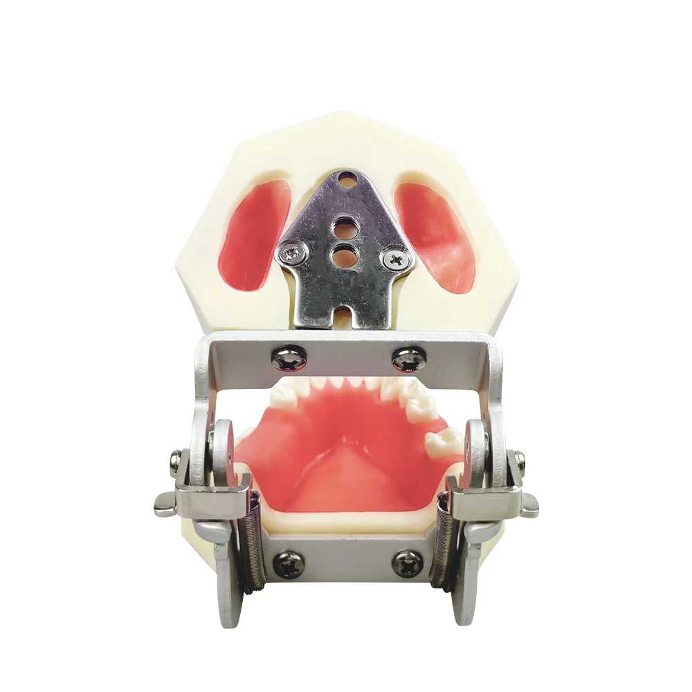 

Dental Upper and Lower Missing Sinus Denture Model Orthodontic Dental Implant Model Teaching Laboratory Demonstration