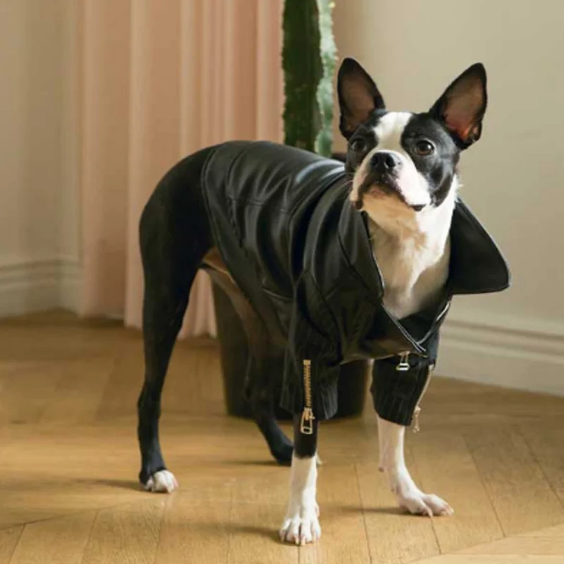 Leather Coat for Pet Lovers, Small and Medium-sized Dog, VIP Bixiong, Pomegi Doll, Spring and Autumn Wear