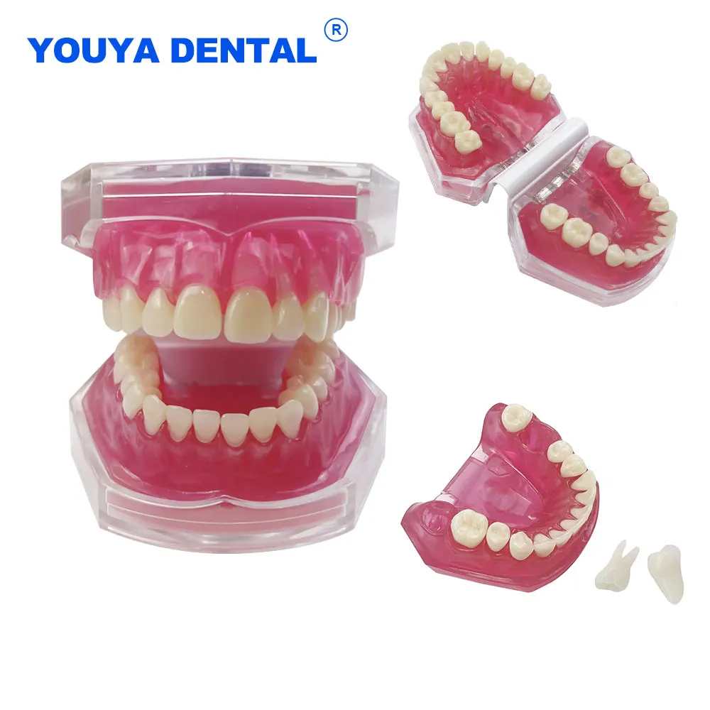 

Soft Gum Standard Tooth Model Dental Study Teaching Jaw Model Extraction Pratice Removable Teeth Dentistry Study Demonstration