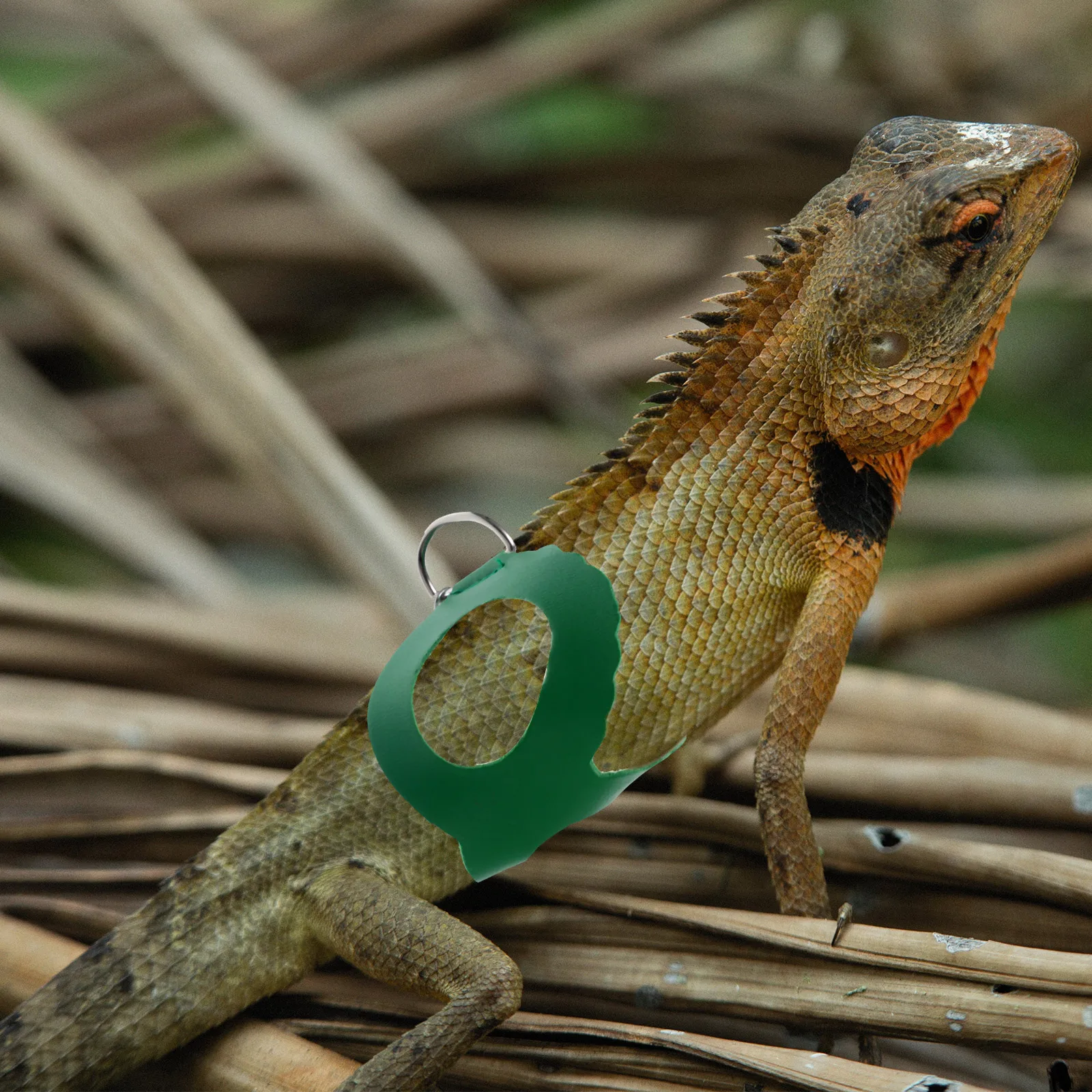 

Lizard Chest Strap Reptiles Harness Outdoor Belt Small Animal Leashes Kit Green Bearded Dragon Harness Gecko Crawl Leash Small
