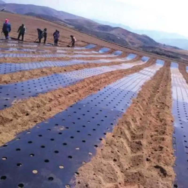 25m 5Holes 0.02mm Black Garden Film Agricultural Plants Grow Film Protection Cover Greenhouse Perforated PE Mulch Film